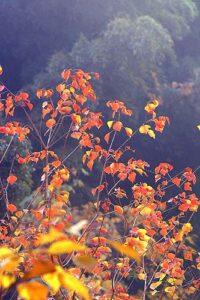 尼崎の税理士穂人松野茂税理士事務所　保養所認定賞与