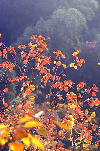 尼崎の税理士穂人松野茂税理士事務所　保養所認定賞与