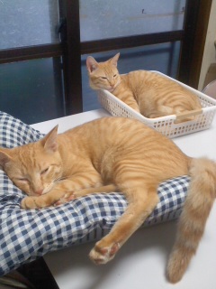 自宅の猫　松野家