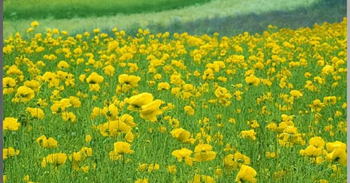 尼崎の税理士法人松野茂税理士事務所 事業主勘定の説明