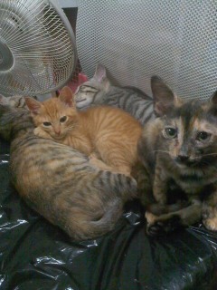 倉庫で生まれた子猫　