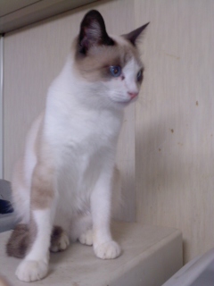 自宅の猫　松野家　チーちゃん