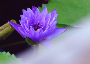 M&A成功の鍵は税理士の役割分担｜尼崎の税理士が解説