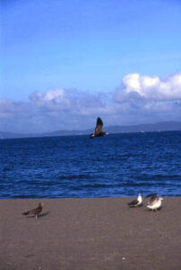 尼崎の税理士法人松野茂税理士事務所 | 土地と建物の所有期間が違う場合の軽減税率は？尼崎の税理士が実務のポイントを解説