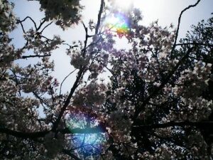 税理士法人松野茂税理士事務所　相続税の代償分割を尼崎の税理士が徹底解説 | 小規模宅地特例との関係に注意