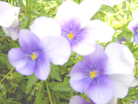 税理士法人松野茂税理士事務所　１５回【尼崎の税理士が解説】小規模宅地等の特例―特定居住用宅地等Q&A１回目