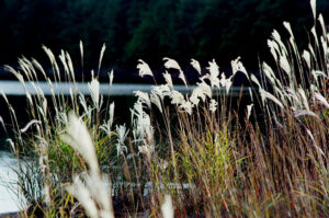 税理士法人松野茂是利子事務所　尼崎の税理士が解説|平成26年改正後の小規模宅地特例と二世帯住宅の取扱い