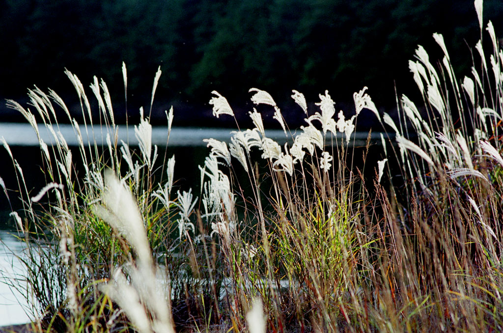 税理士法人松野茂是利子事務所　尼崎の税理士が解説|平成26年改正後の小規模宅地特例と二世帯住宅の取扱い