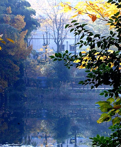 税理士法人松野茂税理事務所 10回【税理士が解説】小規模宅地等の特例「家なき子」要件 完全解説Q&A