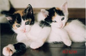 税理士法人松野茂税理士事務所　【2025年最新版】贈与税申告で損しないための重要ポイント｜税務署の指摘事例から学ぶ | 尼崎の税理士法人が解説