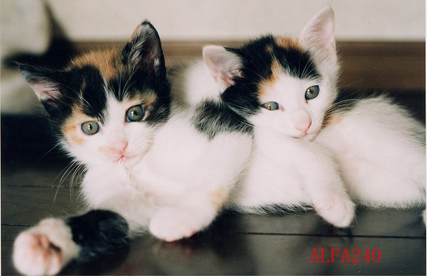 税理士法人松野茂税理士事務所　【2025年最新版】贈与税申告で損しないための重要ポイント｜税務署の指摘事例から学ぶ | 尼崎の税理士法人が解説