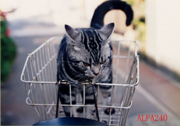 税理士法人松野茂税理士事務所 土地等の譲渡所得に関する誤りやすい事例【尼崎の税理士が解説・令和7年版】