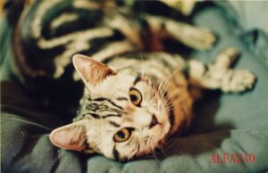 税理士法人松野茂税理士事務所　100％子会社の解散・清算 ―税理士事務所のスタッフ向け実務解説―【尼崎の税理士法人が解説】