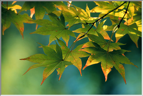 税理士法人松野茂税理士事務所　1回【尼崎の税理士が解説】間違いやすい！小規模宅地等の特例 共通Q&A集