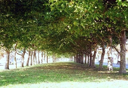 ９回　尼崎の税理士が解説 | 相続税・空き家特例：同一被相続人からの相続財産は1回のみの適用です