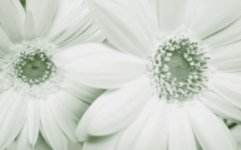 税理士法人松野茂税理士事務所　相互保有株式の議決権制限が非上場株式評価に与える重大な影響｜尼崎の税理士が解説