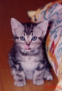 【第3話】空を飛ぶクラウド、地面を歩く税理士：会計の現場が隠してきた三つの真実