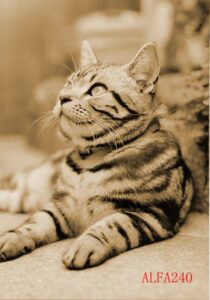 【第1話】空を飛ぶクラウド、地面を歩く税理士：会計の現場が隠してきた三つの真実