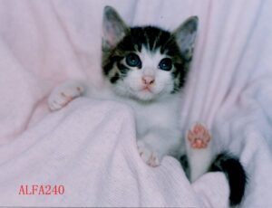 一般社団法人とNPO法人どちらが良い？共益目的の法人化を尼崎の税理士が解説