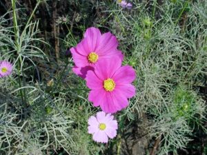 個人から法人へ株式譲渡】取引相場のない株式のみなし譲渡課税は本当に適用される？所得税法基本通達59-6の正しい理解 | 尼崎の税理士法人松野茂税理士事務所が解説