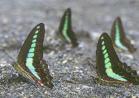 無議決権株式の導入により5％以上の株式の移動も配当還元法となる事例説明 M&A 8回目　税理士法人松野茂税理士事務所