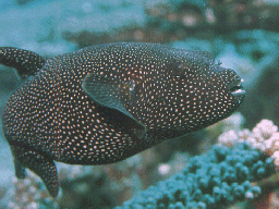 同族株主でも支配権がなければ配当還元方式で評価できる理由を徹底解説　M&A ５回目 | 尼崎の税理士法人松野茂税理士事務所