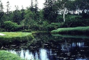 税理士法人松野茂税理士事務所　完全支配関係がない場合の会社清算における貸付金処理の実務【尼崎の税理士法人の実例】2回目