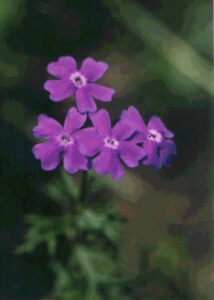 配当還元法の悪用に注意！税理士が解説する否認されるNG事例と財産評価通達6項