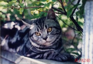 期中合併と繰越欠損金　税理士法人松野茂税理士事務所