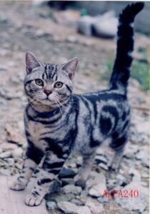 外航船の修理における消費税の輸出免税 ～船会社のマネージメント会社と代理契約する場合～