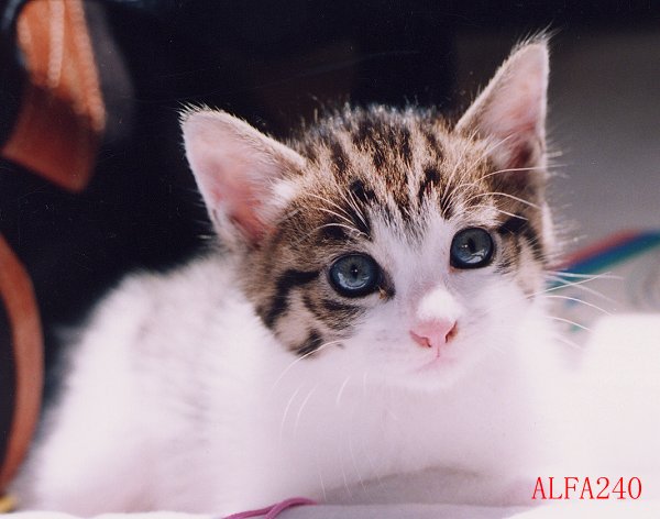 M&Aでの分社型分割で資産調整勘定がＮＧとなった失敗事例 | 尼崎の税理士が解説