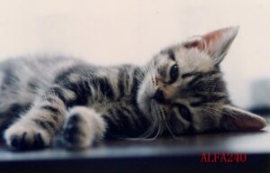 合併直後の類似業種比準方式の適用の可能性 | 尼崎の税理士法人の解説