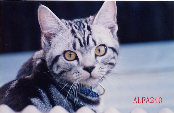 速報　令和８年基礎控除の改正　年収の壁１７８万 と１０６万円の壁|　尼崎の税理士が解説　