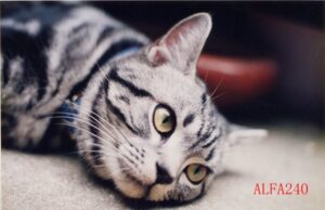 住宅ローン控除の更正の請求 ～スタッフとの会話から～ | 尼崎の税理士の解説