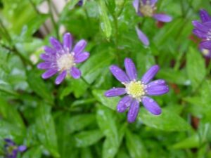 第5回　非上場株式の評価｜特定の評価会社6種類の判定順序と評価方法を税理士が解説