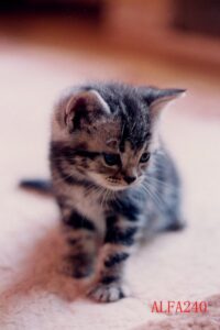 令和8年度税制改正大綱｜相続開始前5年以内に取得した貸付用不動産の評価改正について ｜　尼崎の税理士による速報