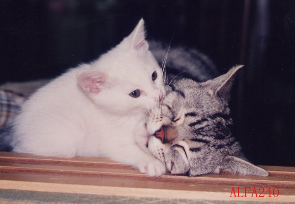 税理士法人松野茂税理士事務所 同族株主のいる会社で5%未満の株式を遺言で分散することによって配当還元法で相続する方法