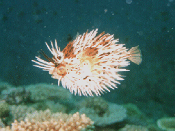 抱合株式消滅益が別表で減算され利益積立金額になる理由 | 尼崎の税理士が解説