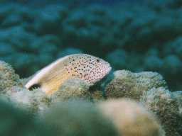 令和8年度税制改正大綱｜賃上げ促進税制の見直｜尼崎税理士が整理