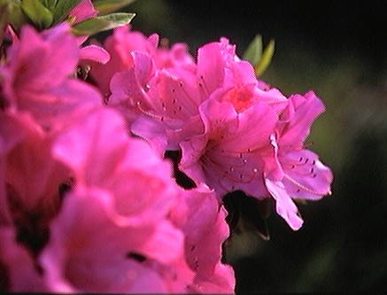 相続財産が「ない」ことの確認方法｜相続放棄・手続前に必ず行うべき調査とは | 尼崎の税理士が解説