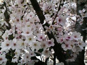 Taxation System for Foreign Nationals in Japan