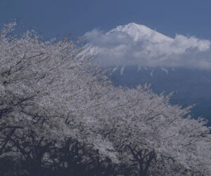 Understanding Japan's Tax Accountant System: Structure and Key Institutions