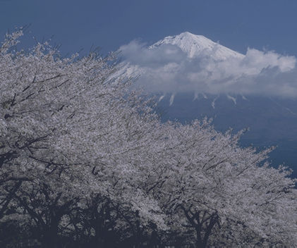 Understanding Japan's Tax Accountant System: Structure and Key Institutions