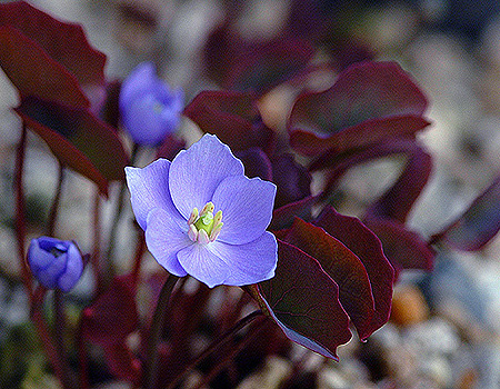 相続後の納税資金は自己株式で準備 | 尼崎の税理士法人が解説