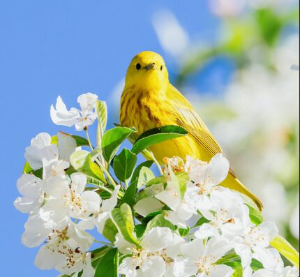 会計サポート　イメージ図