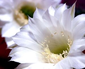 Tax Filing Requirements for Foreign Investors in Japanese Real Estate