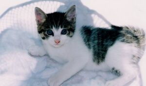 不動産所得の事業的規模：実質判定が認められるための意見書作成術