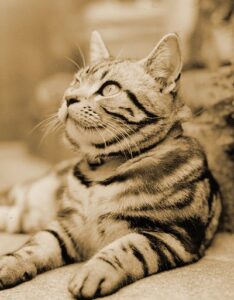 「類似業種比準価額が低すぎる」という会計検査院の指摘は、大会社オーナーの現実を見ていない