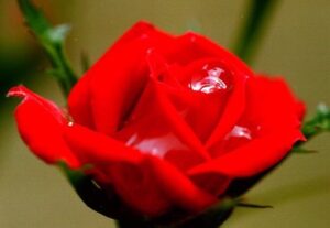 非上場株式の評価方法を完全解説｜財産評価基本通達178〜189-7の全体構造と実務のポイント