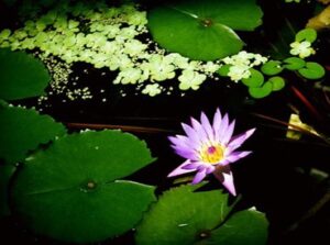 非上場株式の譲渡における課税関係の全体像　―　個人・法人の4パターンと「1物2価」の法理